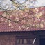 BAR BOTANIEK